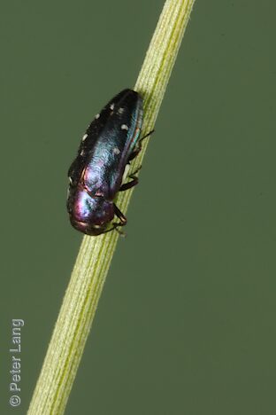Diphucrania augustgoerlingi, PL6002, male, on Acacia ramulosa var. ramulosa (PJL 3779), GT, 4.7 × 2.0 mm